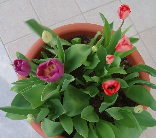 Tulipani1.jpg