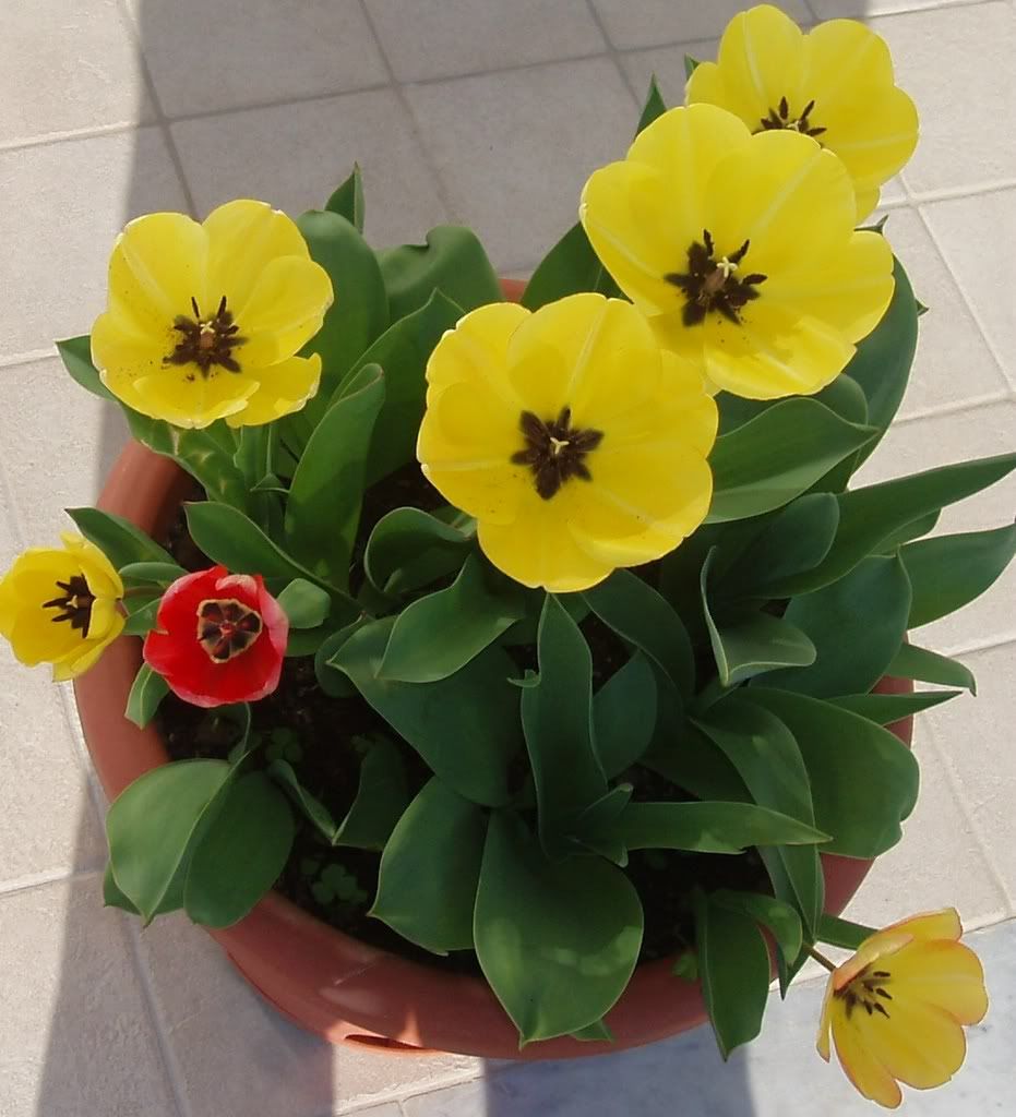 Tulipani2.jpg