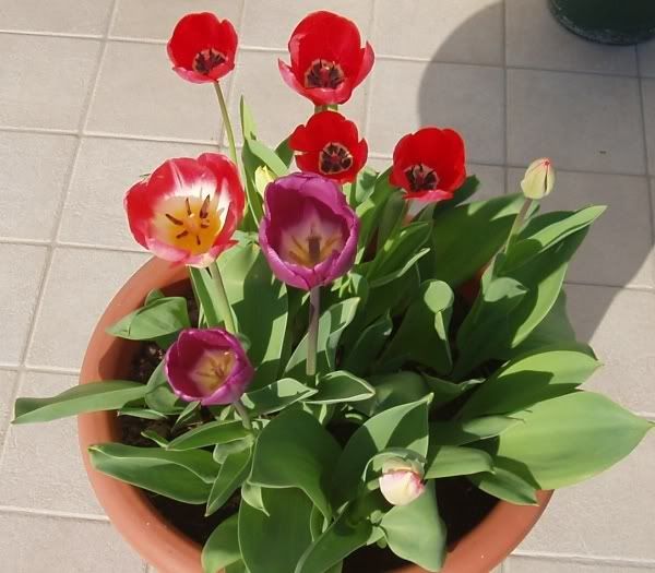 Tulipani3.jpg