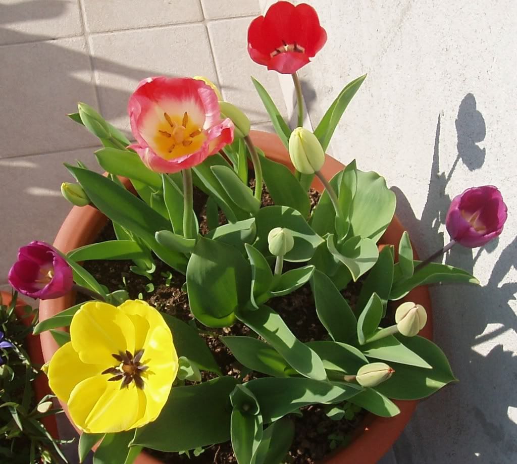 Tulipani4.jpg