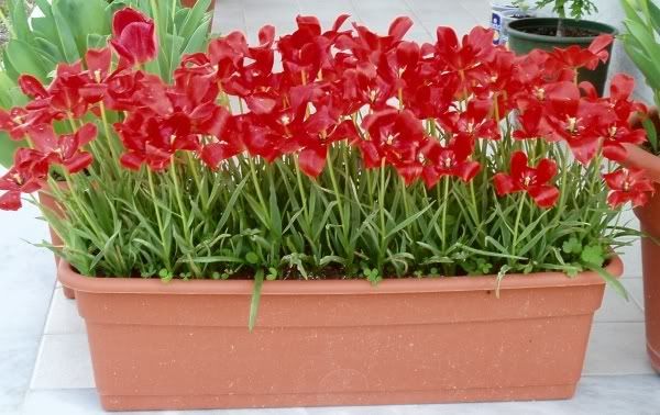 Tulipanilinifolia.jpg