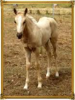 IMAGE(http://i179.photobucket.com/albums/w313/bolana/our%20horses/Play/new030-1.jpg)