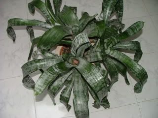 DSCF7960.jpg