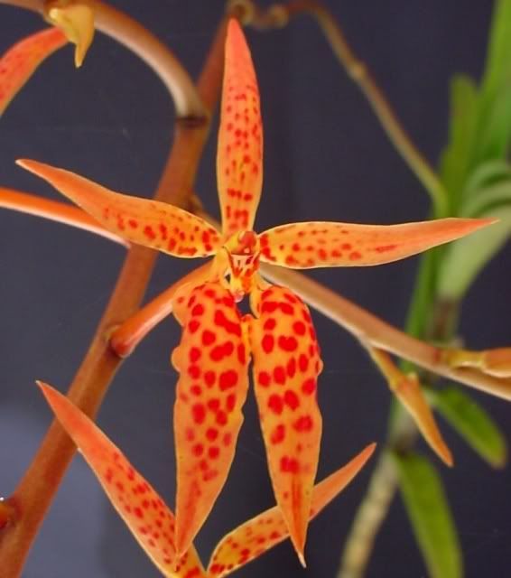 renanthera matutina