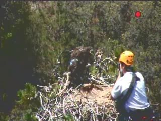 Santa Cruz eaglet