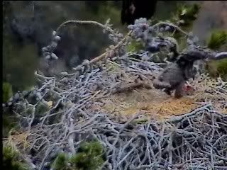 Santa Cruz eaglet