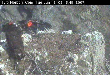 Two Harbors eaglets