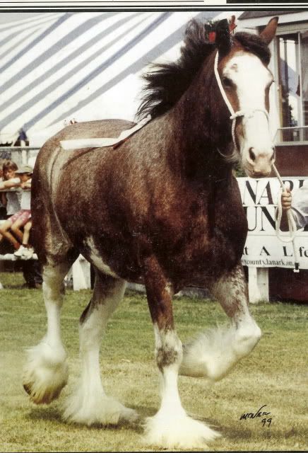 Scotch Bottom Horseshoes