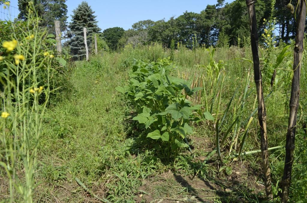  photo _DSC0024_zpsbc469999.jpg