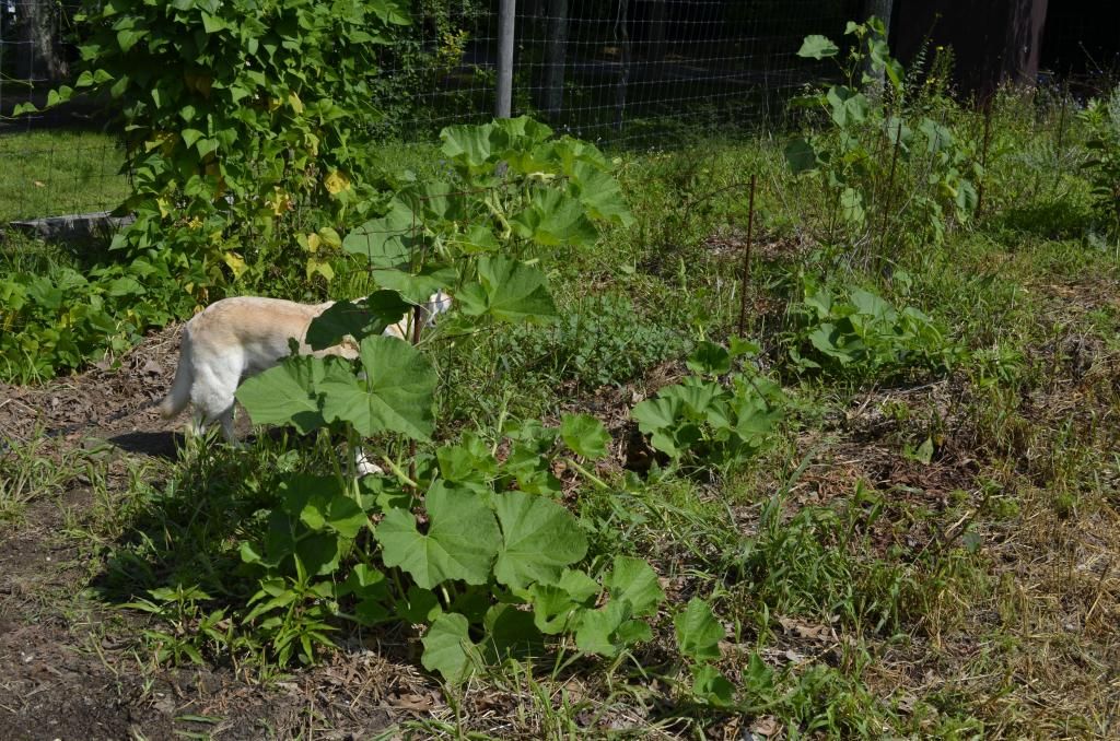 photo _DSC0032_zps044207cb.jpg