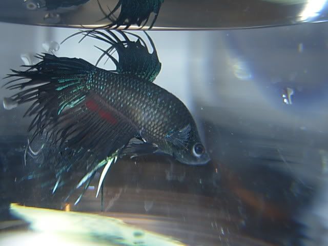 güzel taç kuyruk betta resimleri, balik turleri akvaryum Bettas006, güzel taç kuyruk betta resimleri