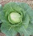 funny-cabbage.jpg