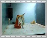 File Attachment: