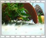 File Attachment: