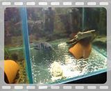 File Attachment: