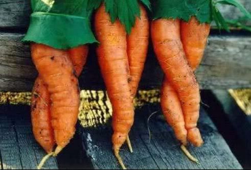 wei-Sexy_Carrots.jpg