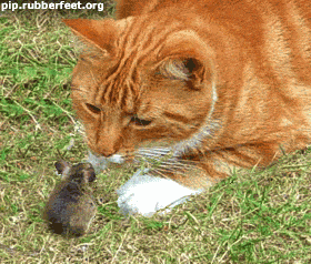 Image: http://i179.photobucket.com/albums/w320/patrymm/patrymm_2/patrymm_3/box113233333333.gif httpi179photobucketcomalbumsw320patrymmpatrymm_2patrymm_3box113233333333gif
