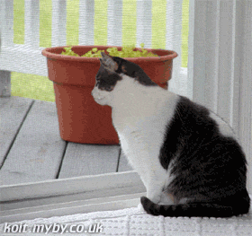 catwatch2232225455555555.gif