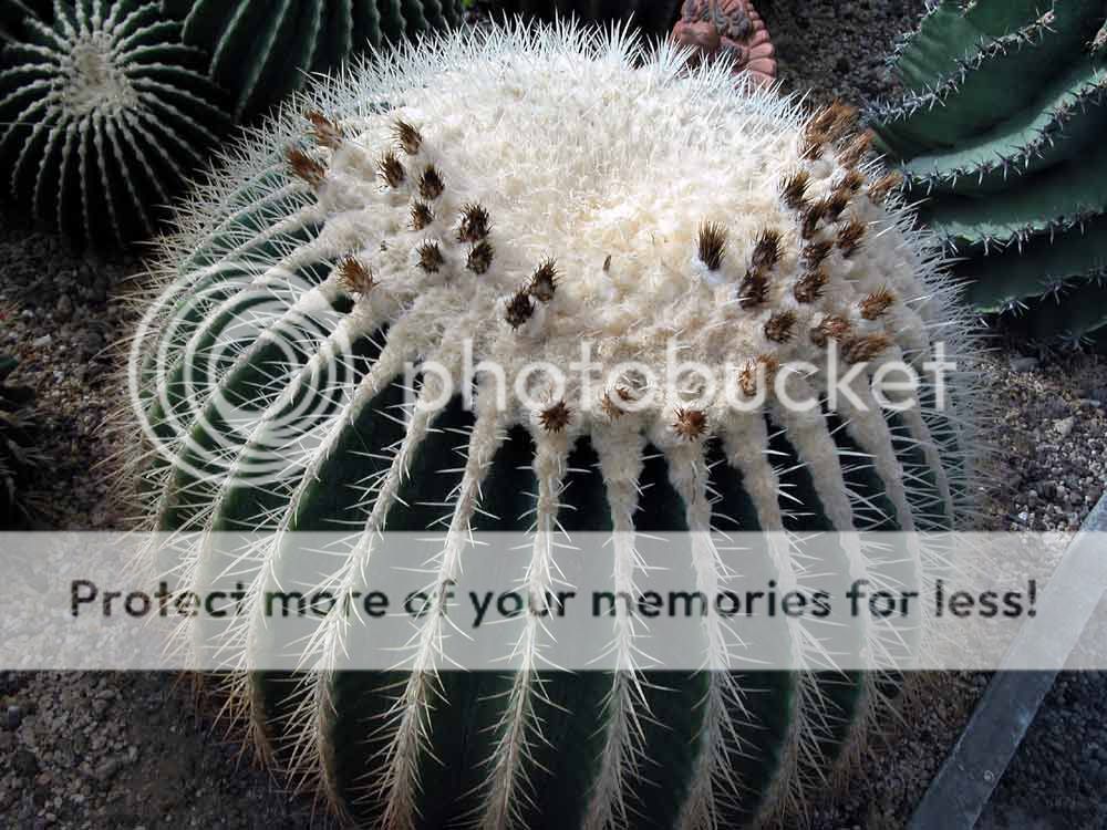 50 (Echinocactus grusonii v. alba) White Barrel cactus  