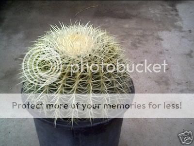 Echinocactus grusonii) Golden barrel cactus 5 gal.  