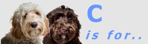 Cockapoo