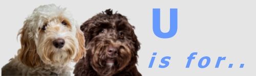 Underdog